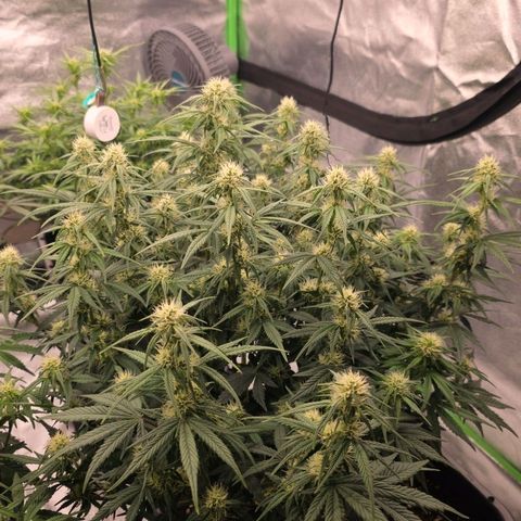 Tropicana Cookies Purple Auto #2 growlog timeline photo