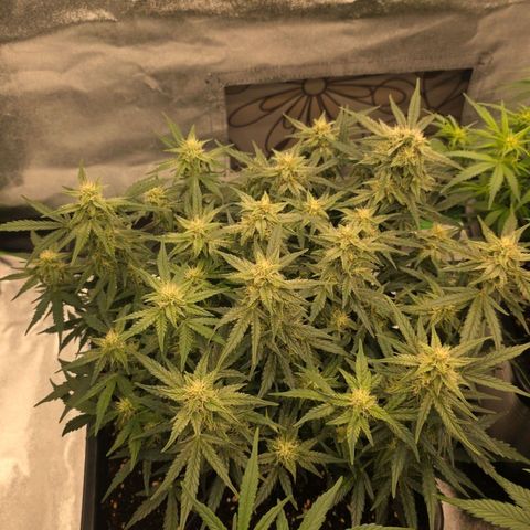 Mimosa Auto #1 growlog timeline photo
