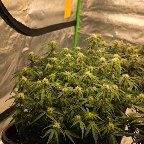 Tropicana Cookies Purple Auto #1 growlog timeline photo