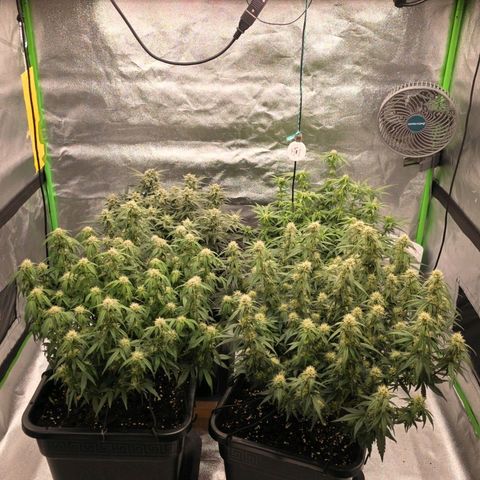 Tropicana Cookies Purple Auto #2 growlog timeline photo