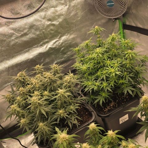 Mimosa Auto #1 growlog timeline photo