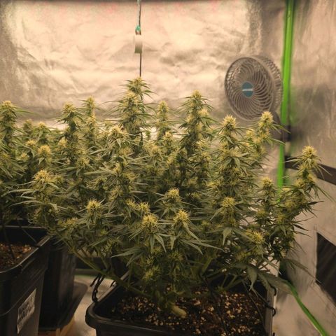 Tropicana Cookies Purple Auto #2 growlog timeline photo