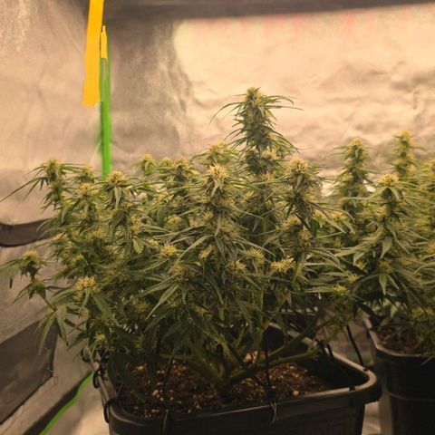 Tropicana Cookies Purple Auto #1 growlog timeline photo