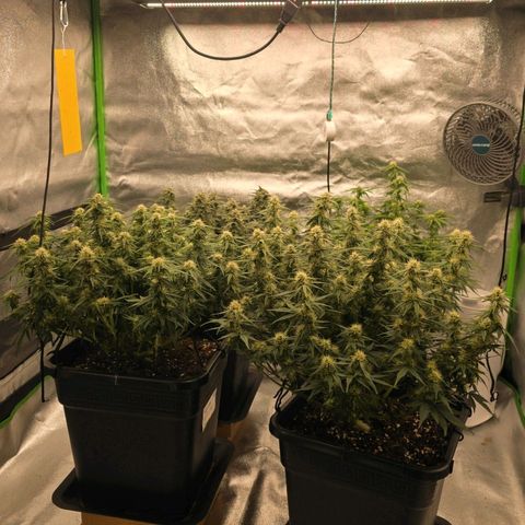 Tropicana Cookies Purple Auto #2 growlog timeline photo