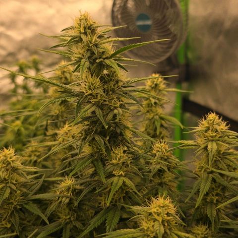Tropicana Cookies Purple Auto #2 growlog timeline photo