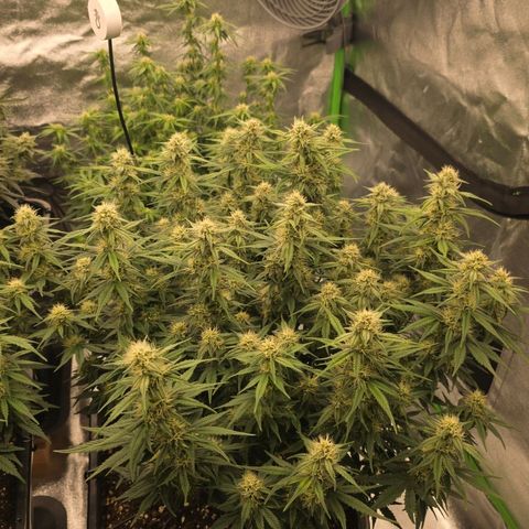 Tropicana Cookies Purple Auto #2 growlog timeline photo