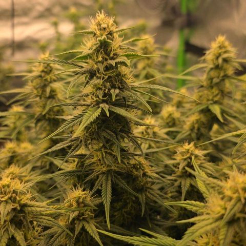 Tropicana Cookies Purple Auto #2 growlog timeline photo