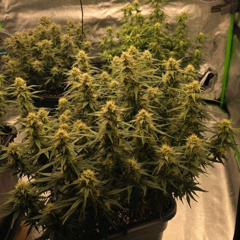 Tropicana Cookies Purple Auto #2 growlog timeline photo
