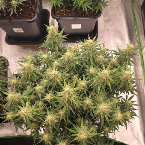Tropicana Cookies Purple Auto #2 growlog timeline photo