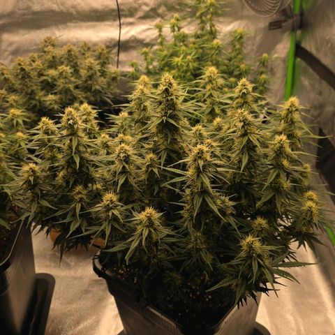 Tropicana Cookies Purple Auto #2 growlog timeline photo
