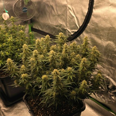 Tropicana Cookies Purple Auto #2 growlog timeline photo