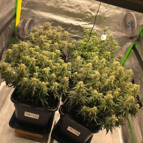 Mimosa Auto #1 growlog photo: Hinten Links Mimosa #1
Hinten Rechts Mimosa #2