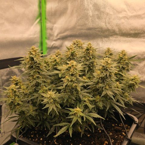 Mimosa Auto #1 growlog timeline photo