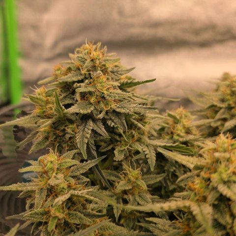 Mimosa Auto #1 growlog timeline photo