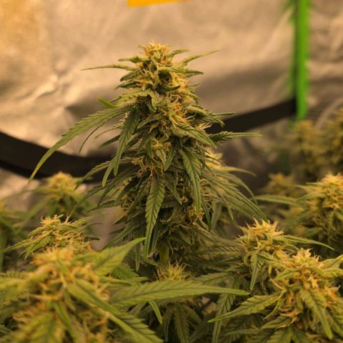Tropicana Cookies Purple Auto #1 growlog timeline photo