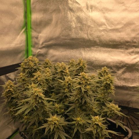 Mimosa Auto #1 growlog timeline photo
