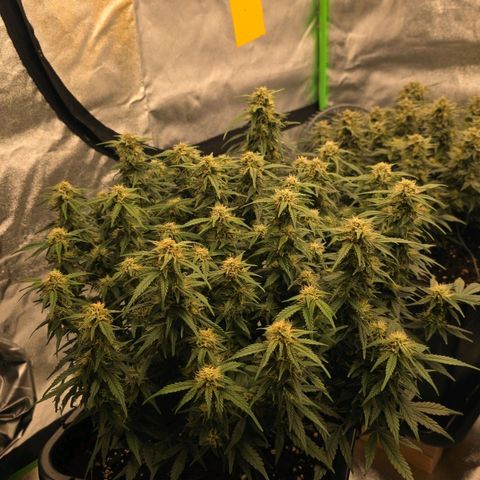 Tropicana Cookies Purple Auto #1 growlog timeline photo