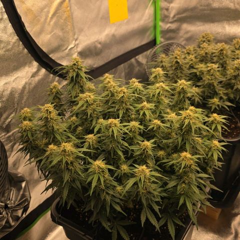 Tropicana Cookies Purple Auto #1 growlog timeline photo