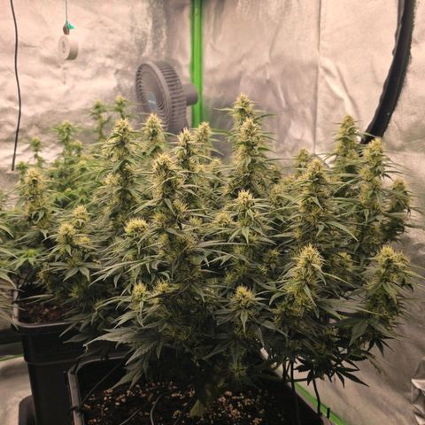 Tropicana Cookies Purple Auto #2 growlog timeline photo