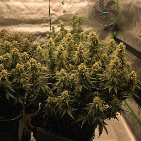 Tropicana Cookies Purple Auto #2 growlog timeline photo