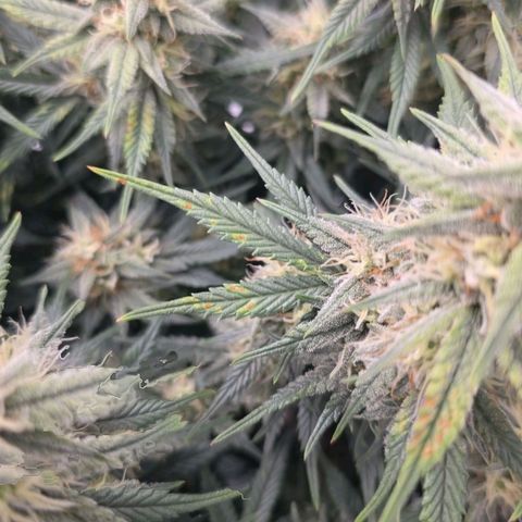 Tropicana Cookies Purple Auto #2 growlog photo: Braune Flecken, vermutlich cal/mag Mangel, durch zu niedrigen Ph wert. Ph wert jetzt von 6,0 auf 6,5 erhöht