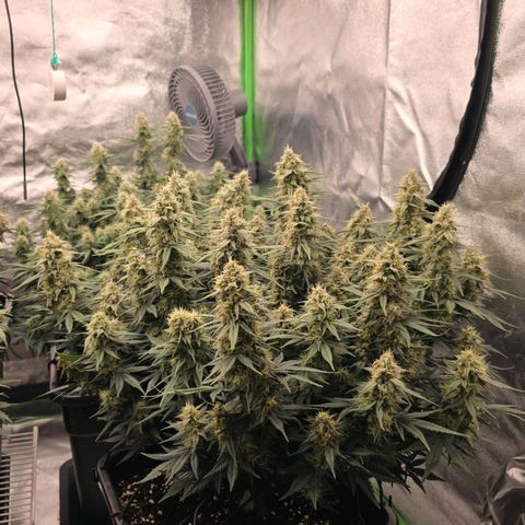 Tropicana Cookies Purple Auto #2 growlog timeline photo