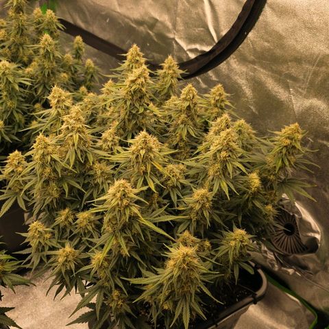 Tropicana Cookies Purple Auto #2 growlog timeline photo