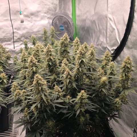 Tropicana Cookies Purple Auto #2 growlog timeline photo