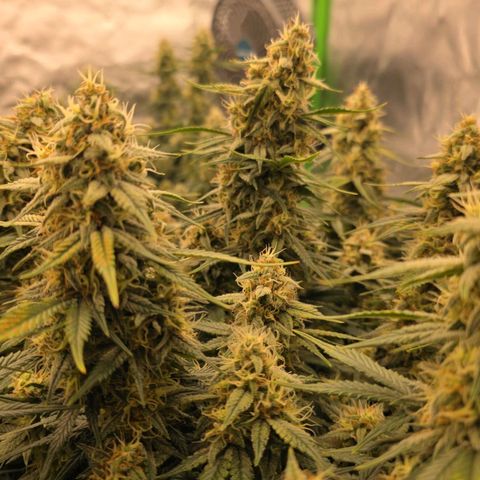 Tropicana Cookies Purple Auto #2 growlog timeline photo