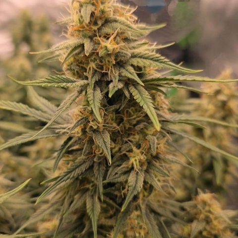 Tropicana Cookies Purple Auto #2 growlog timeline photo