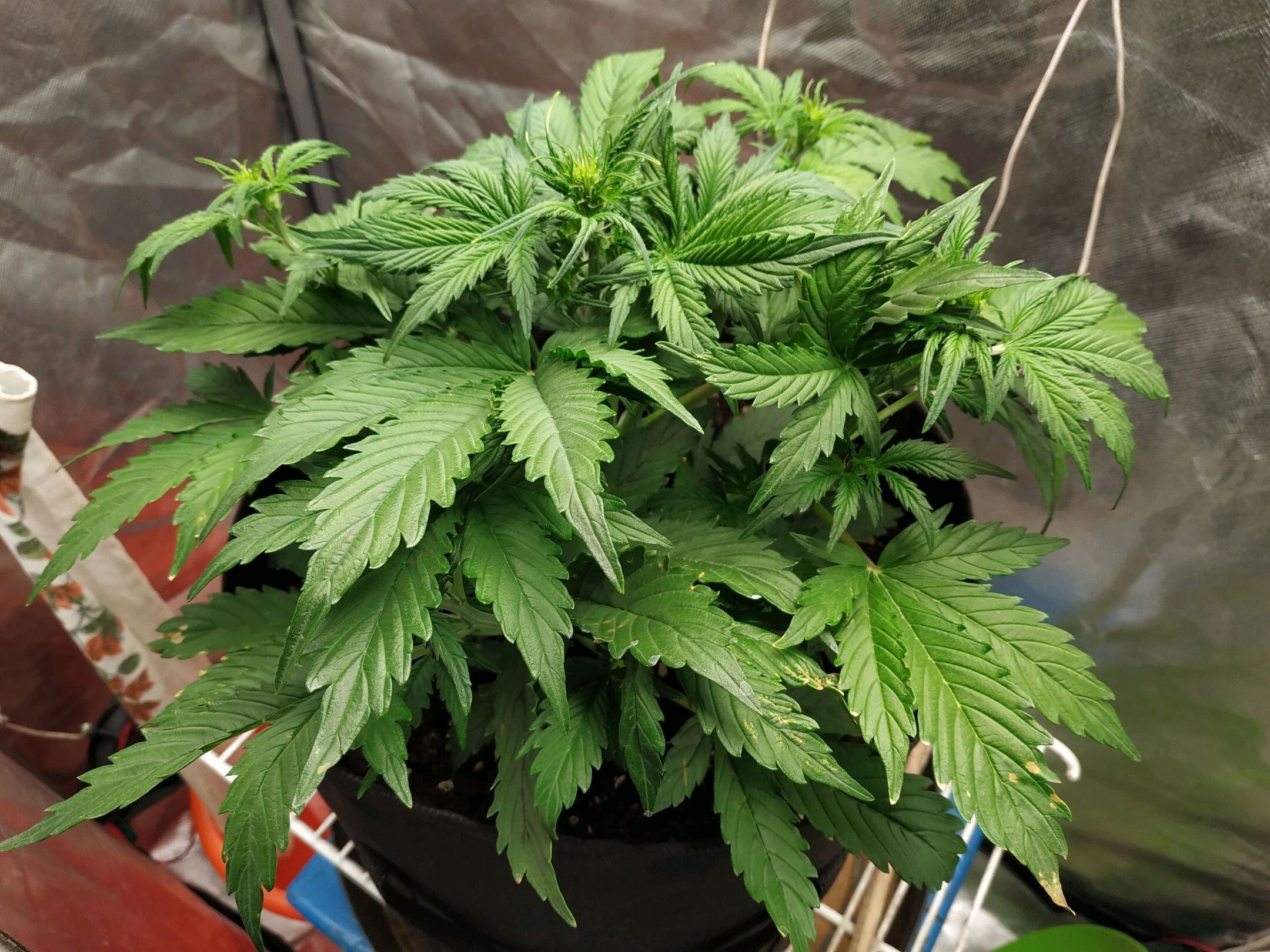 Auto Mazar growlog header