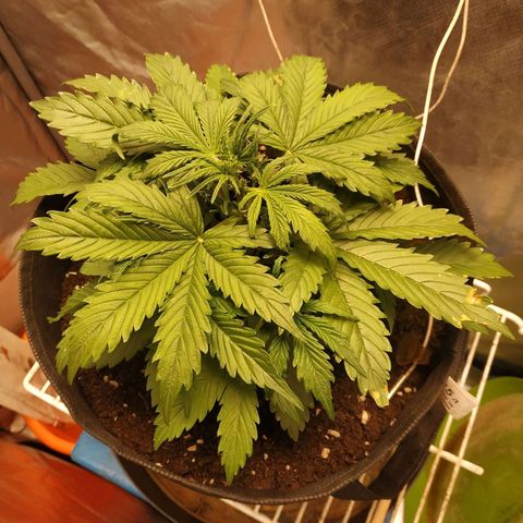 Auto Mazar growlog photo