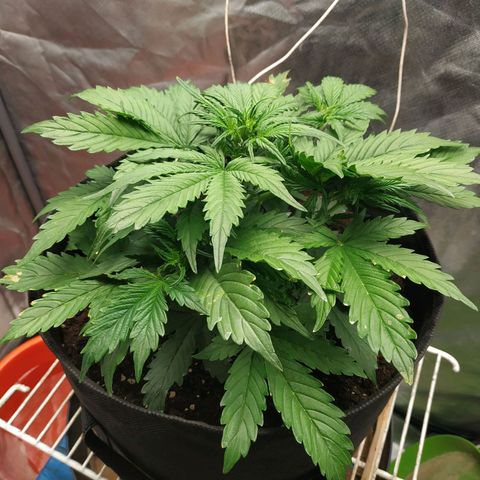 Auto Mazar growlog photo