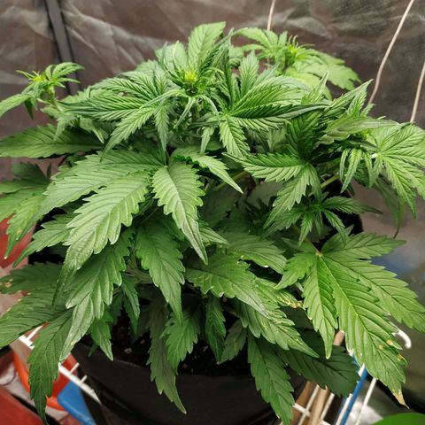 Auto Mazar growlog photo