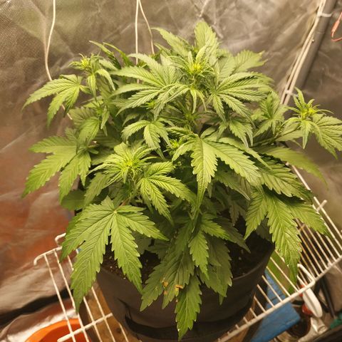 Auto Mazar growlog timeline photo