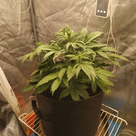 Auto Mazar growlog photo