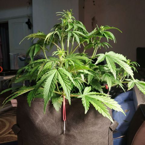Auto Mazar growlog timeline photo