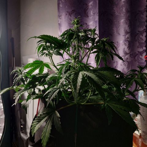 Auto Mazar growlog timeline photo