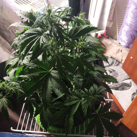 Auto Mazar growlog timeline photo