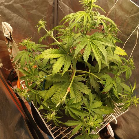 Auto Mazar growlog timeline photo