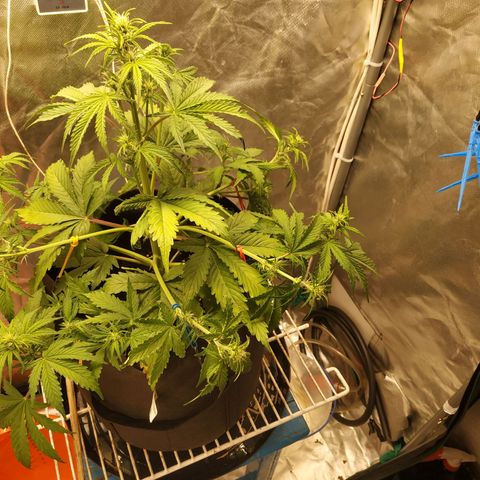Auto Mazar growlog timeline photo