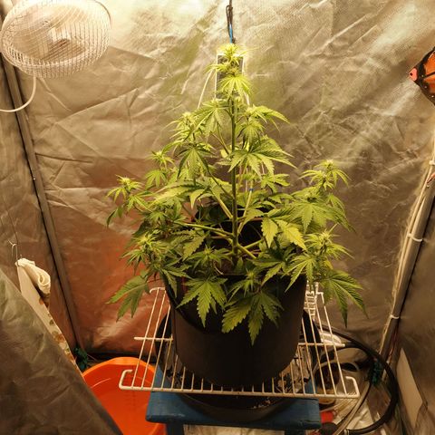 Auto Mazar growlog timeline photo