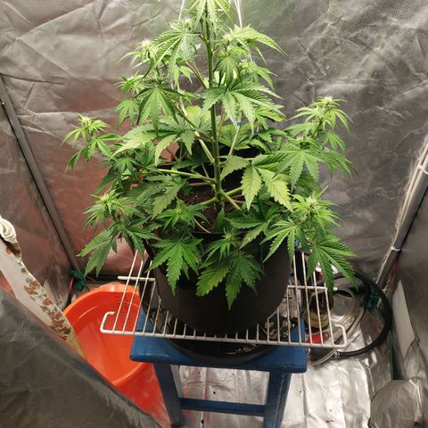 Auto Mazar growlog timeline photo