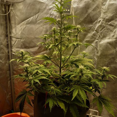 Auto Mazar growlog timeline photo