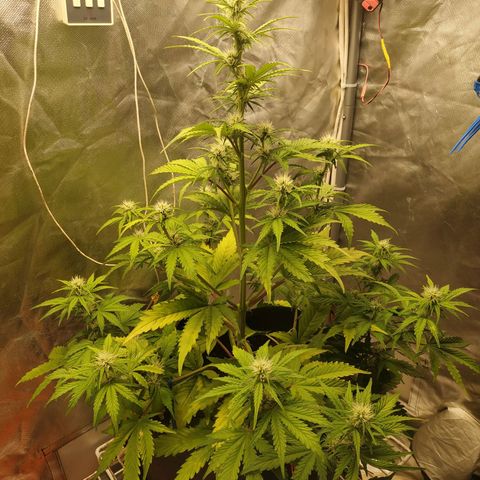 Auto Mazar growlog timeline photo