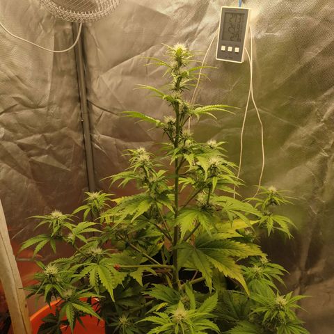 Auto Mazar growlog timeline photo