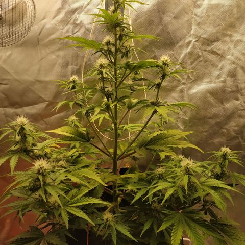 Auto Mazar growlog timeline photo