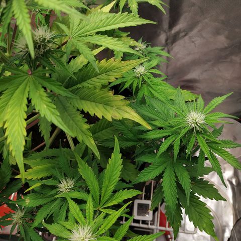 Auto Mazar growlog timeline photo