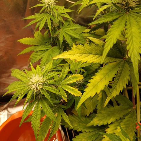 Auto Mazar growlog timeline photo