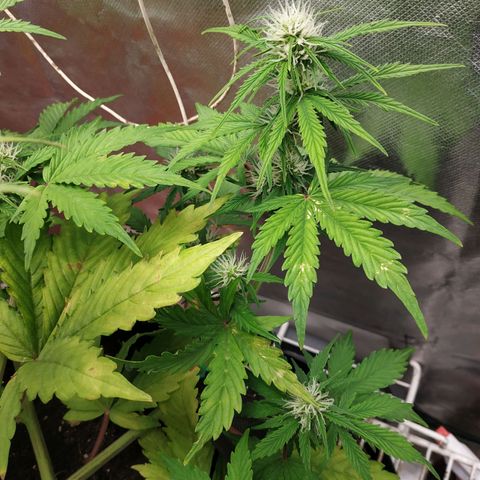 Auto Mazar growlog timeline photo